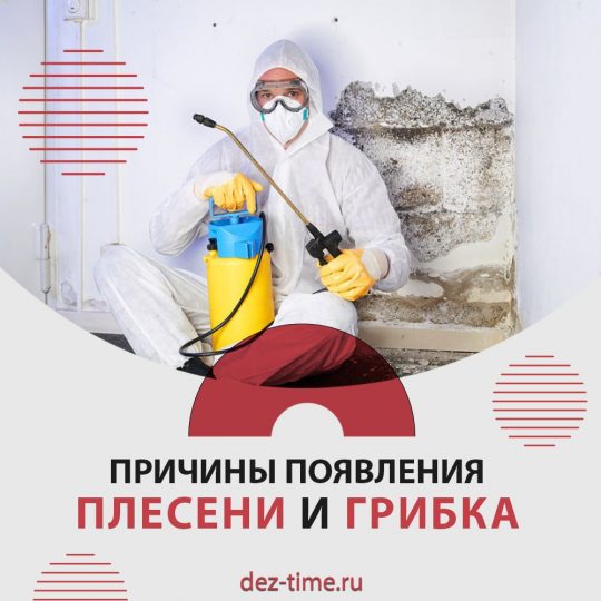 Причины появления плесени и грибка