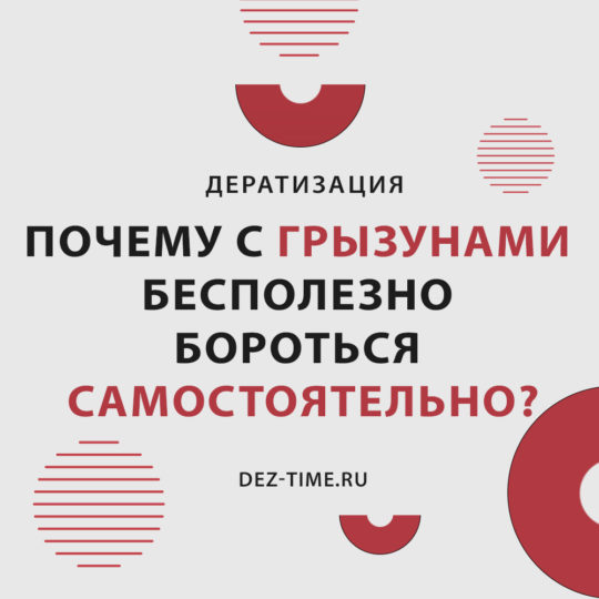 Почему с грызунами бесполезно бороться самостоятельно?