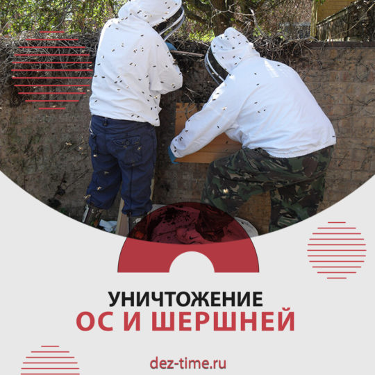 Уничтожение ос и шершней