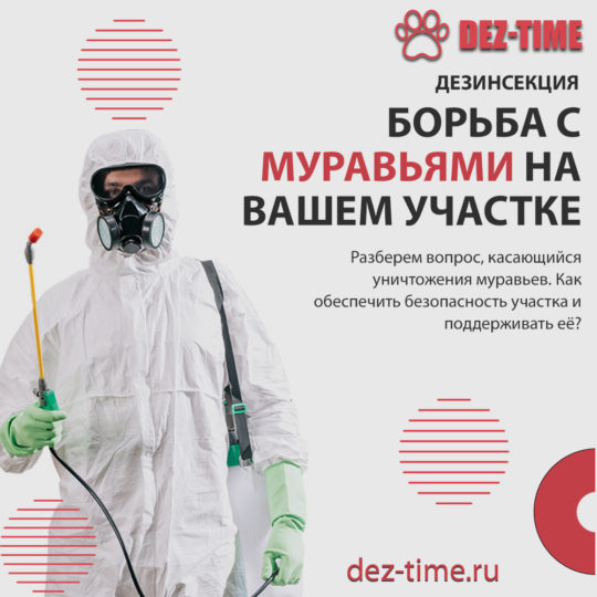 Борьба с муравьями на вашем участке