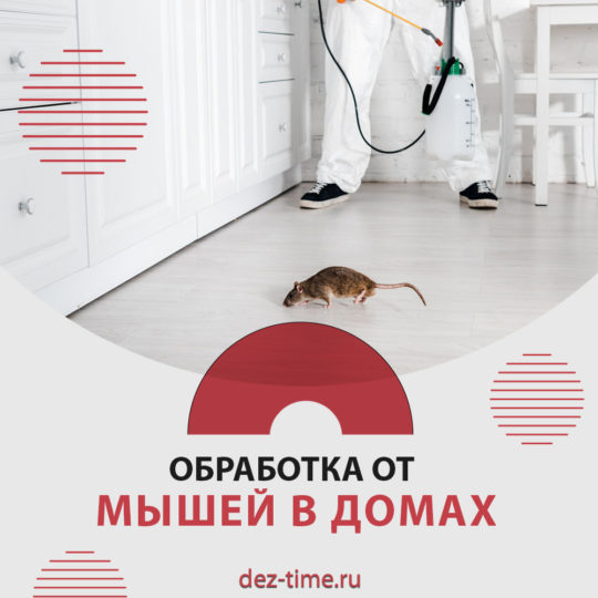 Обработка от мышей в домах