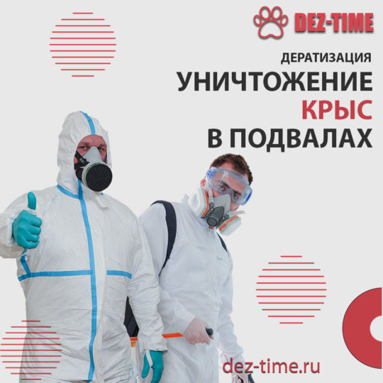 Уничтожение крыс в подвалах