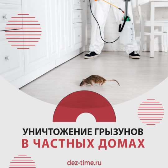 Уничтожение грызунов в частных домах