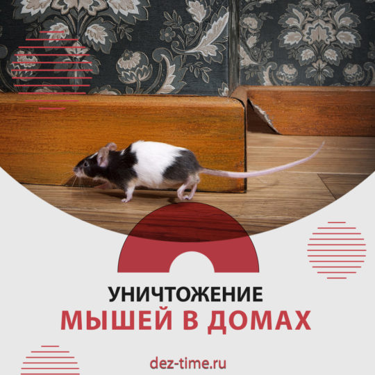 Уничтожение мышей в домах