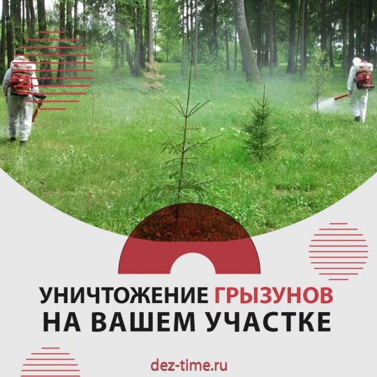 Уничтожение грызунов на вашем участке
